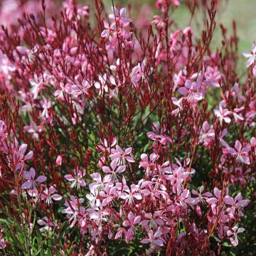 Gaura lindheimeri Rosy Jane