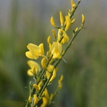 Genêt précoce - Cytisus praecox Allgold