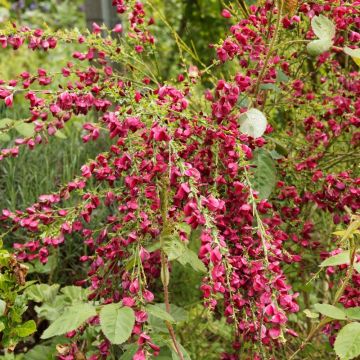 Genêt à balais - Cytisus Boskoop Ruby