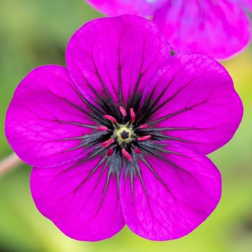 Geranium vivace Ann Folkard