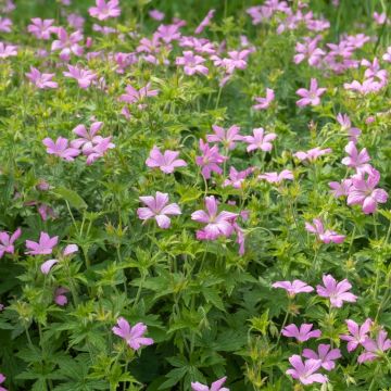 Géranium vivace endressii - Géranium vivace d'Endress