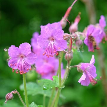 Géranium macrorrhizum Bevan s Variety