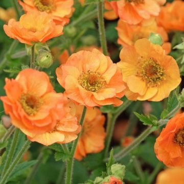 Geum Totally Tangerine - Benoîte orange vif.