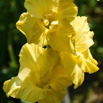 Glaïeul jaune d'or brillant - Gladiolus Morning Gold