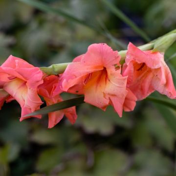 Glaïeul Peter Pears