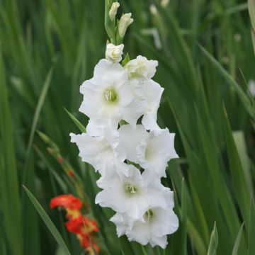 Glaïeul White Prosperity