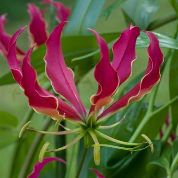 Gloriosa Rotschildiana