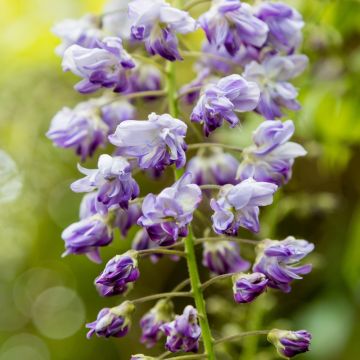 Glycine Grande Diva Cecilia - Wisteria (x) venusta