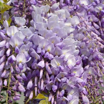 Glycine Grande Diva Maria - Wisteria (x) venusta 