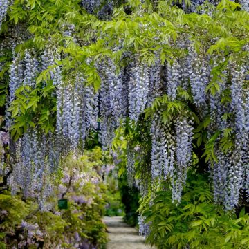 Glycine du Japon - Wisteria floribunda Domino