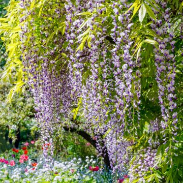 Glycine du Japon - Wisteria floribunda Macrobotrys