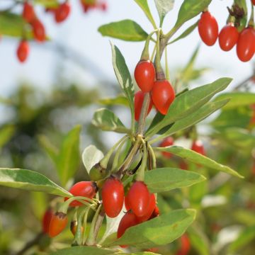 Goji PRINCESS TAO ® fpw03