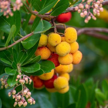 Graines de Punica granatum  - Grenadier à fruits