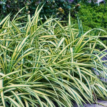 Graminée Carex Evergold