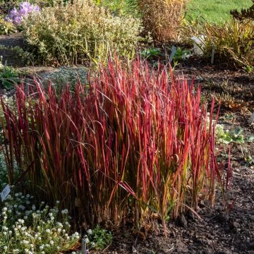 Graminée Imperata Red Baron