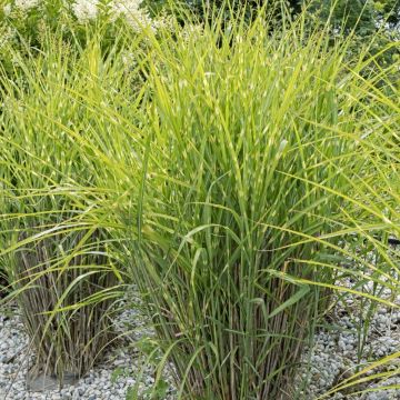 Graminée Miscanthus Zebrinus