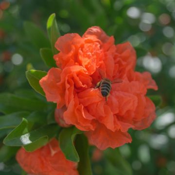 Grenadier à fleurs - Punica granatum Maxima Rubra