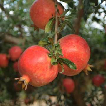 Grenadier à fruits - Punica granatum Dente di leone