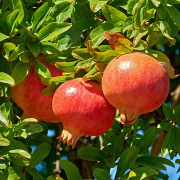 Grenadier à fruits ou Punica granatum ‘Gabès’