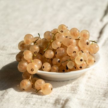 Groseillier &agrave; grappes Blanka