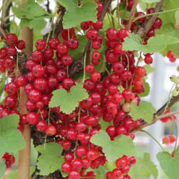Groseillier à grappes rouges Rovada - Ribes rubrum