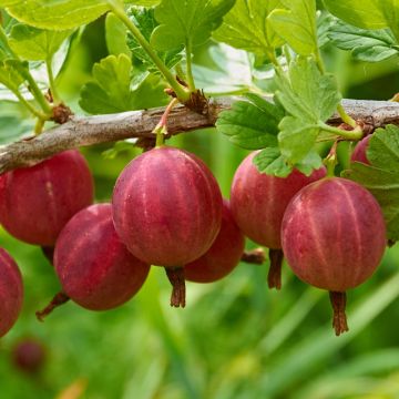 Groseillier à maquereau Winham's Industry Groseillier à maquereau Winham's Industry