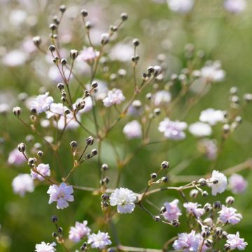 Gypsophila paniculata ‘Flamingo’ ou gypsophile double rose