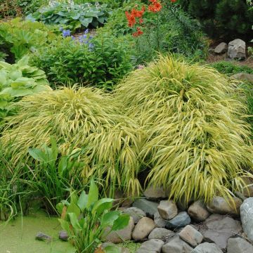 Herbe du Japon - Hakonechloa macra Aureola