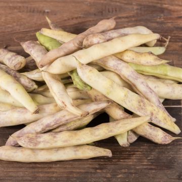 Haricot nain à écosser Cocagne Type Paimpolais