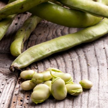 Haricot nain à écosser Flavert