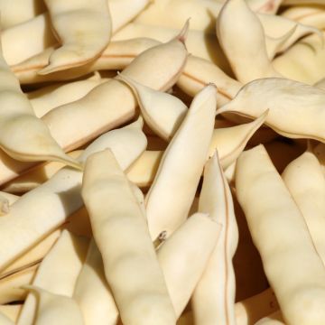 Haricot nain à écosser Michelet à longue cosse