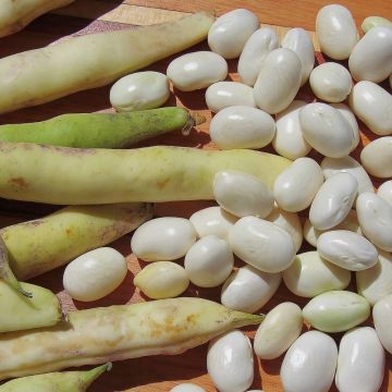 Haricot nain à écosser Mogex