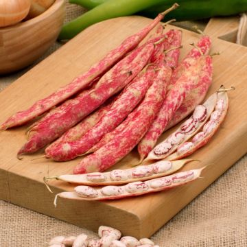 Haricot nain à écosser Vivaldi