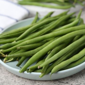 Haricot nain à filet sans fil Argus