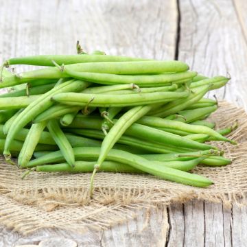 Haricot nain vert filet sans fil Cupidon BIO