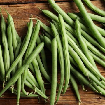 Haricot nain à filet sans fil Skipper