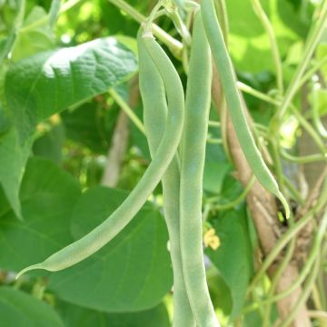 Haricot nain mangetout Facila