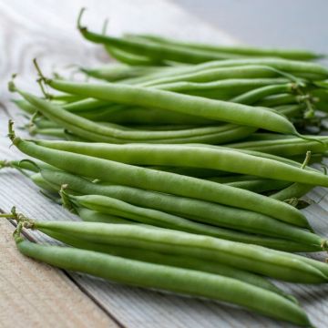 Haricot nain mangetout Primel