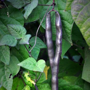 Haricot nain mangetout Velour