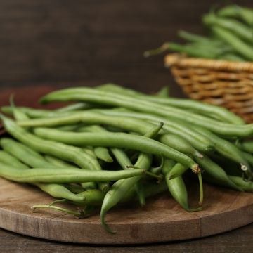 Haricot à rames mangetout Fortex