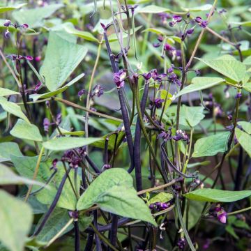 Haricot à rames mangetout Melissa