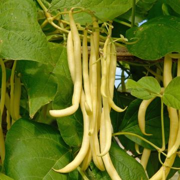 Haricot à rames mangetout Monte Gusto