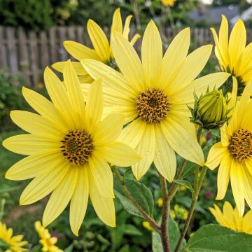 Helianthus hybride Lemon Queen - Soleil Vivace