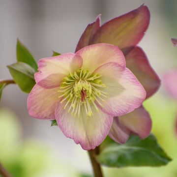 Hellebore Ice'n'Roses Picotee