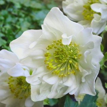 Hellebore niger Double Fashion