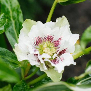 Hellébore orientale guttatus Double Blanc