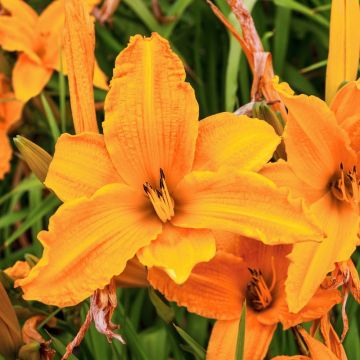Hémérocalle Burning Daylight - Hemerocallis Burning Daylight