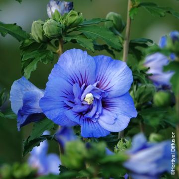 Hibiscus, Althéa BEAUTIFULL® Cobalt