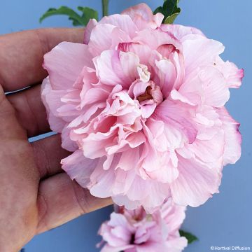 Althéa ou Hibiscus syriacus FRENCH CABARET ® 'Mindoupi7'