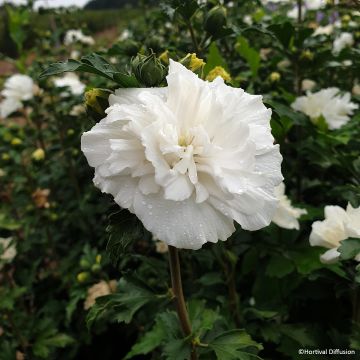 Hibiscus, Althéa French Cabaret® White
